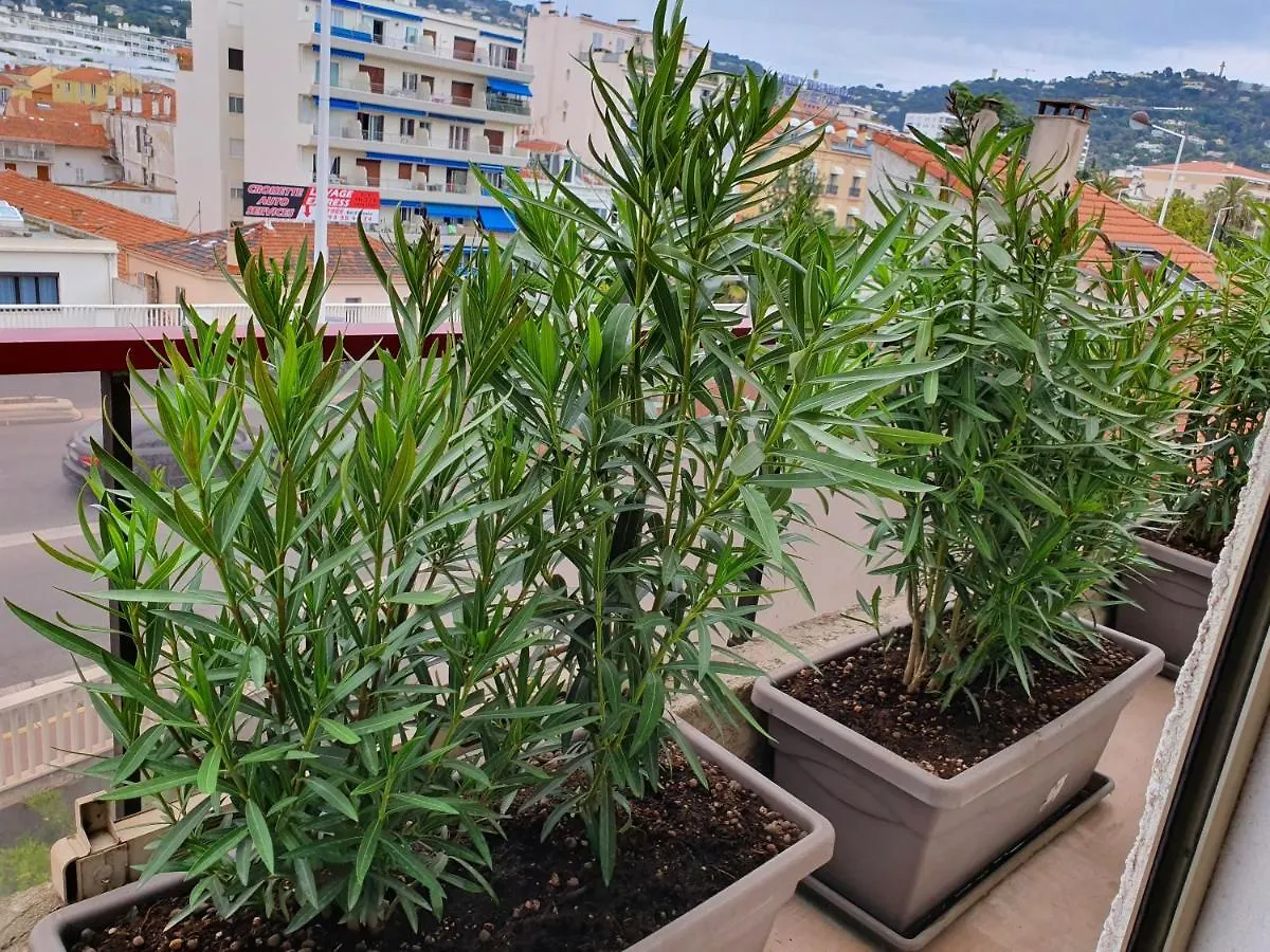 **  Hotel Brimer Cannes Frankreich