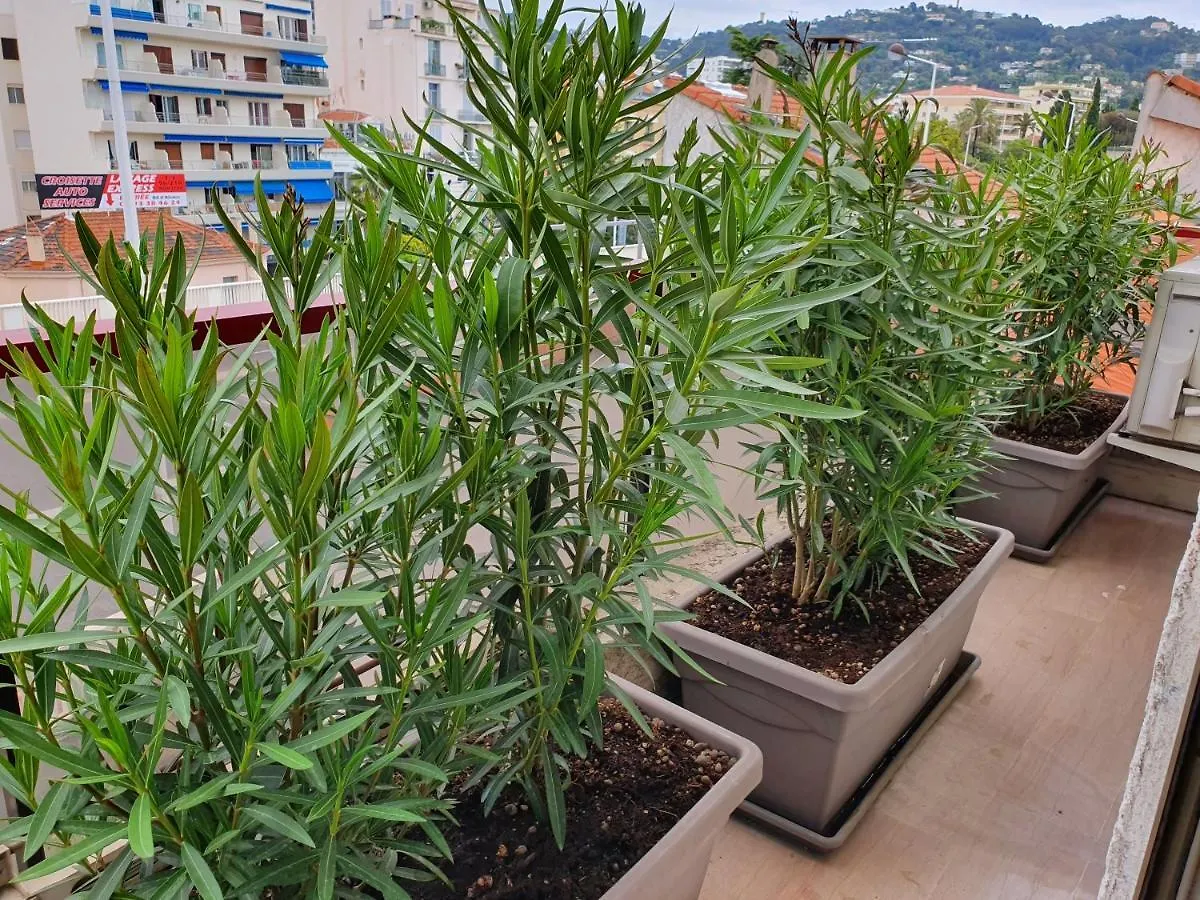 Hotel Brimer Cannes